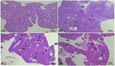 Corrigendum: Biomarker responses, gene expression alterations, and histological changes in zebrafish (Danio rerio) after in vivo exposure to polychlorinated diphenyl ethers